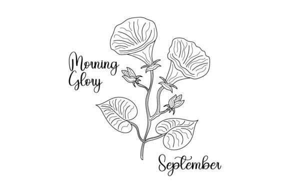 Birth Month Flowers - September - Morning Glory